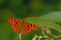 Papillon arélia crocheté orange foncé par Kristof Lauwers Aperçu