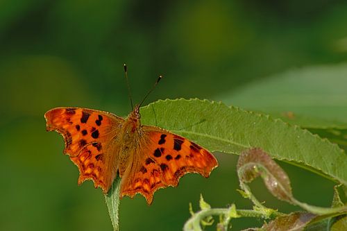 Diep oranje Gehakkelde aurelia vlinder