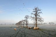 Sheep in winter near Trimunt (Opende) by Tjitte Jan Hogeterp thumbnail