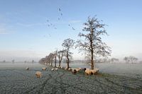Schapen in winter nabij Trimunt (Opende)