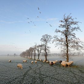 Schapen in winter nabij Trimunt (Opende) van Tjitte Jan Hogeterp