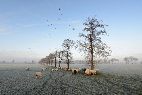 Schapen in winter nabij Trimunt (Opende) van Tjitte Jan Hogeterp