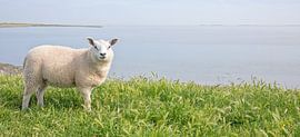 Lamm auf Texel. von Justin Sinner Photography (Fotograf auf Texel)