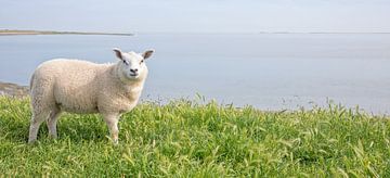 Lamm auf Texel. von Justin Sinner Pictures ( Fotograaf op Texel)