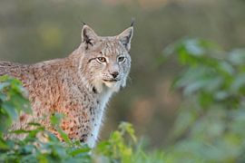Eurasian Lynx ( Lynx lynx ), half hidden behind bushes
