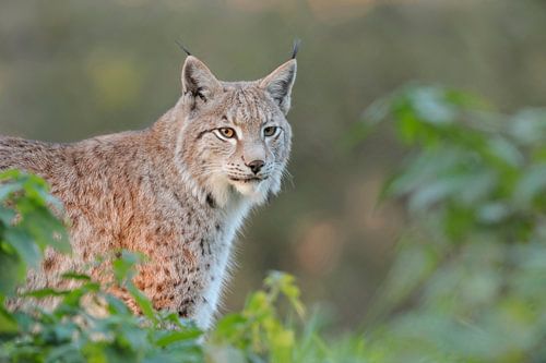 Eurasischer Luchs ( Lynx lynx ), aufmerksamer Blick