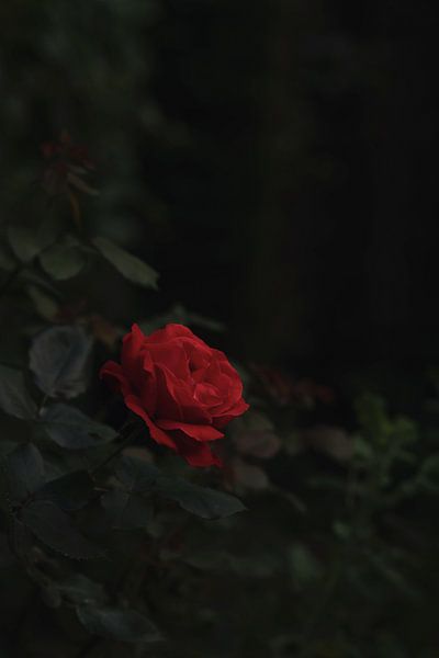 Mystic rose by Daniëlle Eibrink Jansen