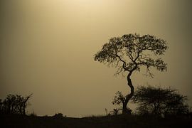 African landscape by Ruud Bakker
