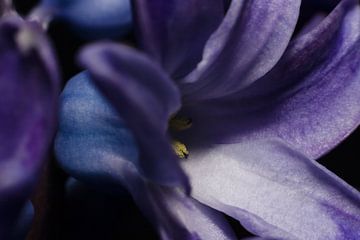 Beauté abstraite d'une jacinthe bleu-violet sur Remco Ditmar