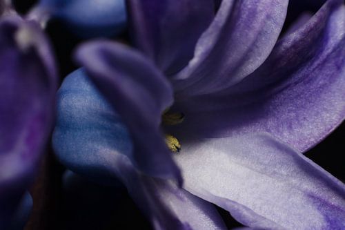Abstract Beauty of a Blue-Purple Hyacinth