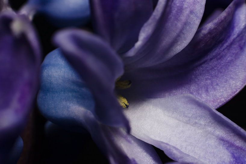 Abstract Beauty of a Blue-Purple Hyacinth by Remco Ditmar