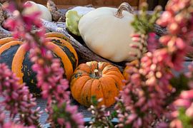 mehrere Kürbisse und Kalebassen, fotografiert inmitten von Heidekraut