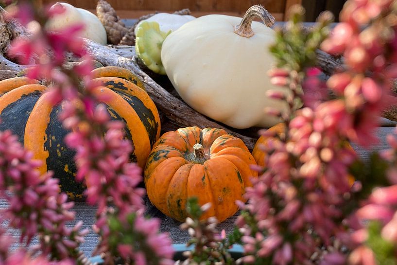 several pumpkins and calabashes photographed among heather by Margriet Hulsker