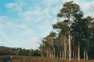 La Veluwe