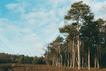The Veluwe by Raaf