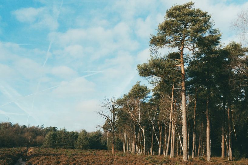 The Veluwe by Raaf