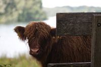 The Highlander