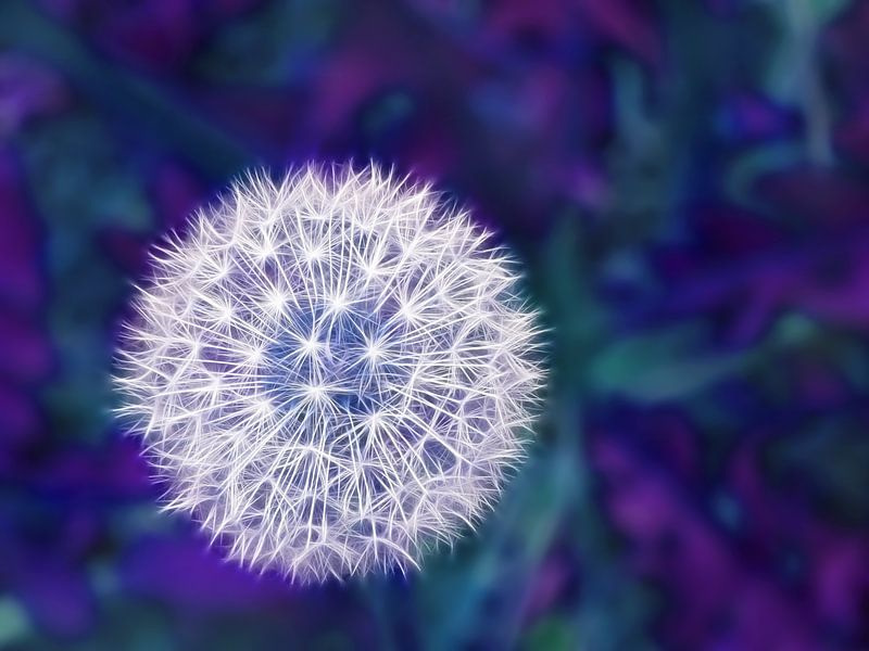 Blueish Fluff (Dandelion Fluff in Blue) by Caroline Lichthart
