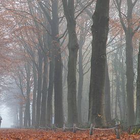 Man in foggy forest by Vera Decock