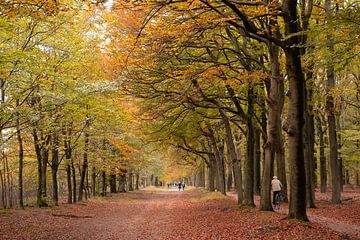 Herfst in het bos Zeist. van Peter Haastrecht, van