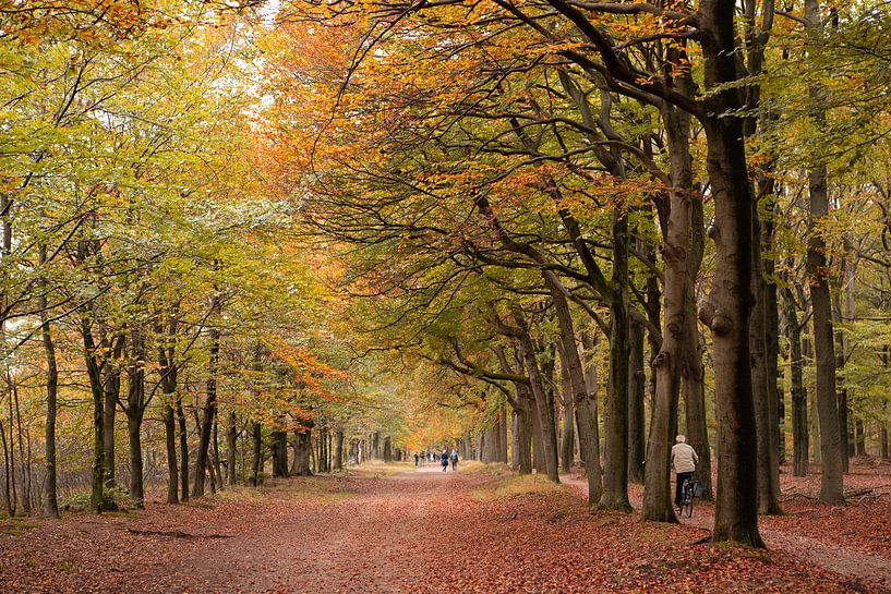 Herbst im Wald Zeist. von Peter Haastrecht, van