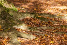 Herfst in Oranjewoud by Willy Sybesma
