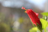 Bloem in bloei