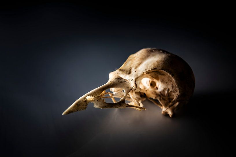 Bird skull by Freddy Hoevers