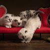 Afleiding, kittens op een bankje van Elles Rijsdijk