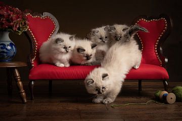 Afleiding, kittens op een bankje van Elles Rijsdijk