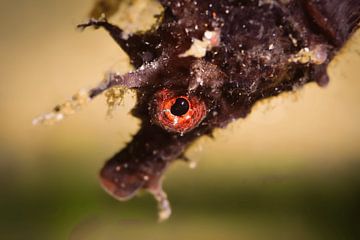 Seahorse, Scarlet Eye