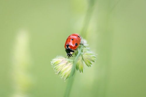 Little ladybird brings luck into the house