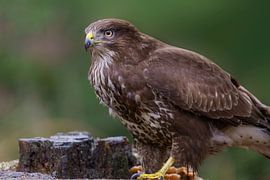 Buse (Buteo buteo) résidant dans la forêt 2. sur Marcel Kieffer
