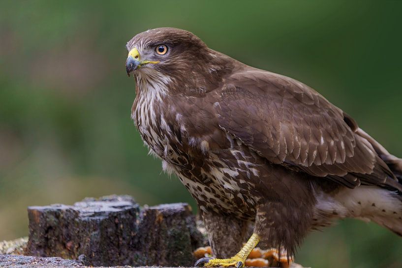 Mäusebussard (Buteo buteo), wohnhaft im Wald 2. von Marcel Kieffer