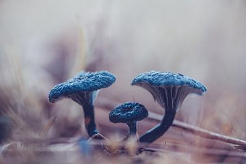 Paddestoel blauwgroen trechtertje in Bargerveen van Denise Tiggelman