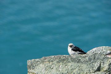 Iceland - Breeding bird sitting on rock at glacial lake Jökulsárlón by adventure-photos