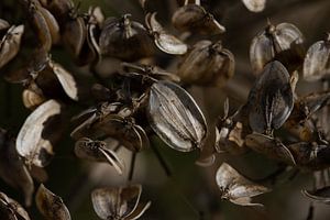 Seeds in shade van Foto Studio Labie