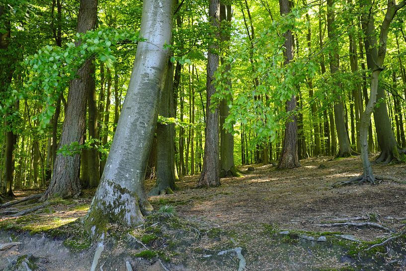 Schöner Wald von Ostsee Bilder
