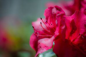 rhododendron von Tania Perneel