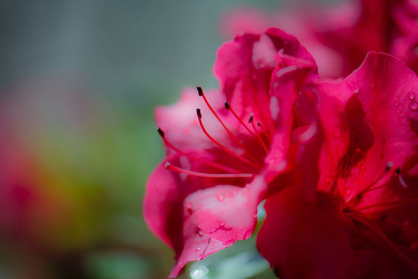 rhododendron par Tania Perneel