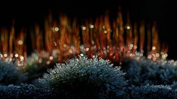 Mosses in winter by Dick Vermeij