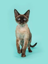 Devon Rex von Elles Rijsdijk