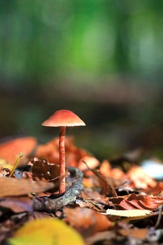Fascinating autumn season by Thomas Jäger