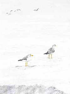 Mouettes sur la plage