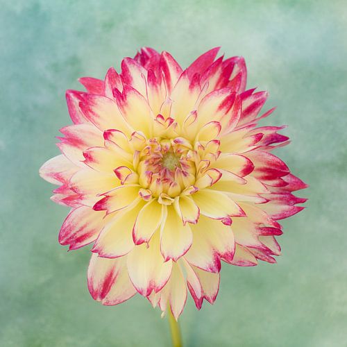 Liebe zur Dahlie „'“ in Gelb mit Rosa von Cindy Mulder