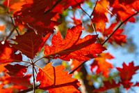 Red autumn leaves