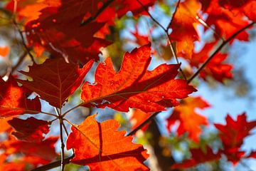 Herfstbladeren in de zon van Nel Diepstraten