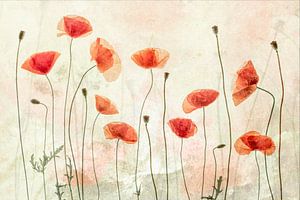 Mohnblumen