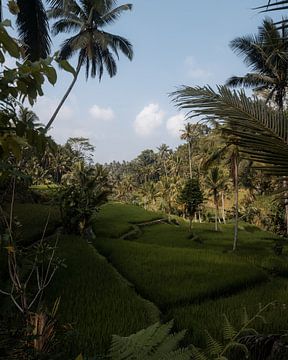 Balinesisches Paradies (Reisfelder in Ubud, Bali) von Ian Schepers