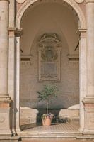 Olive tree in a pot under vault of the cathedral of Spoleto | Umbria | Italy.